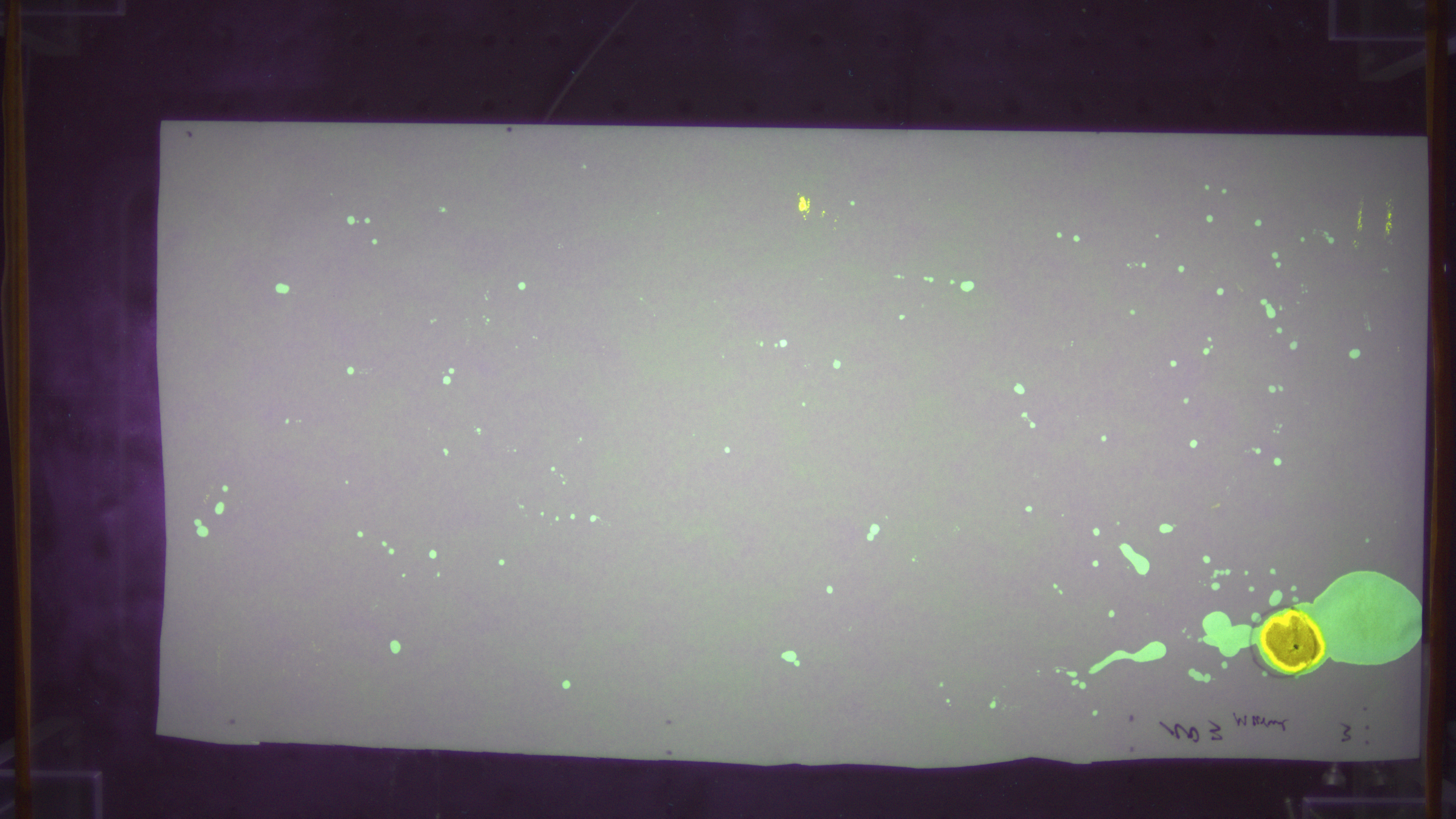 A ninhydrin-stained image