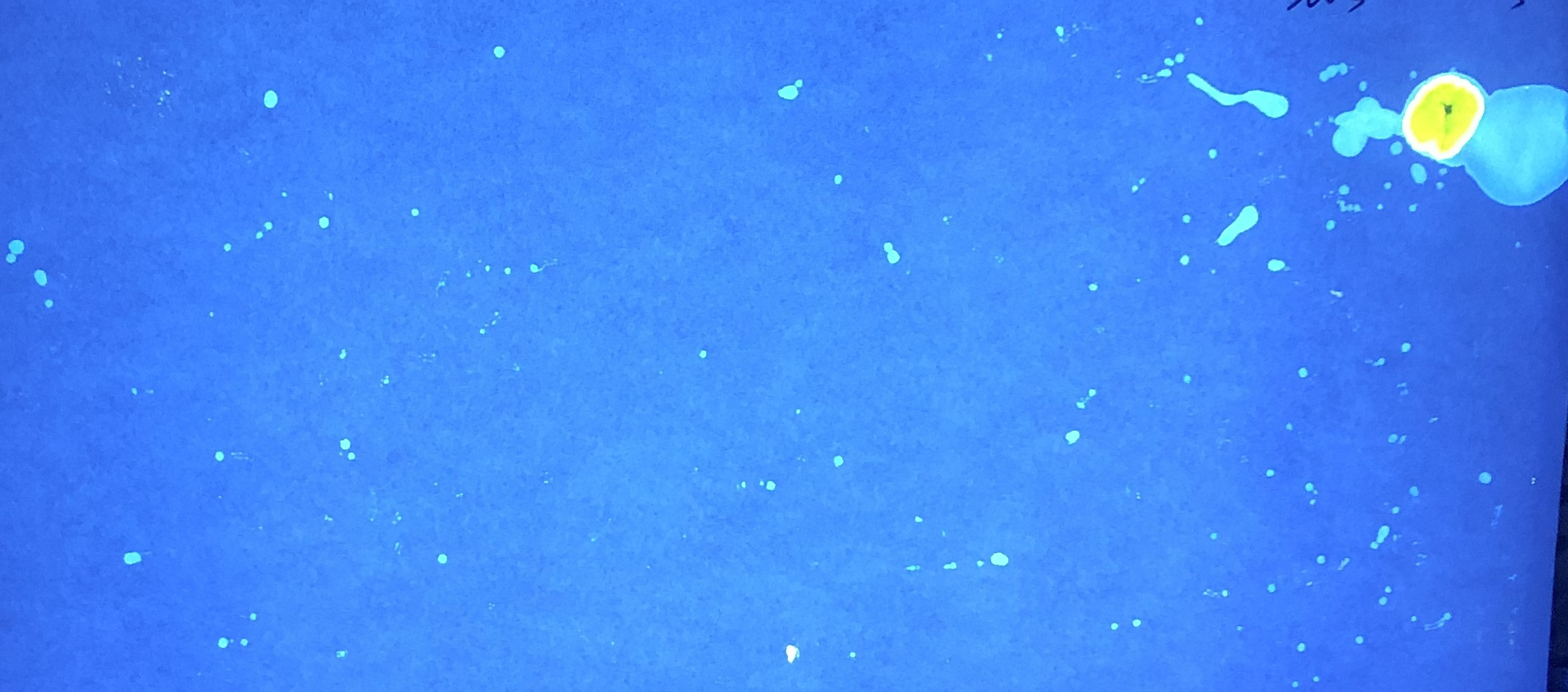 A ninhydrin-stained image